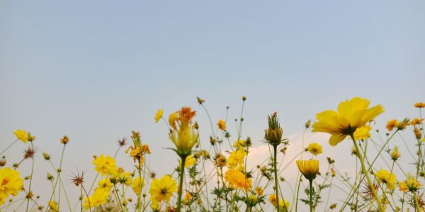 Close-up of yellow flowering plants on field against clear sky