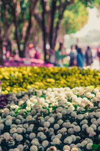 Close-up of yellow flowering plants in park