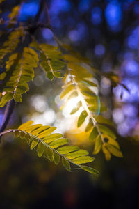 Close-up of yellow flowering plant leaves