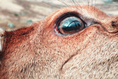 Close-up of scottish deer eye