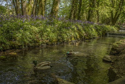 Reflection of trees in lake