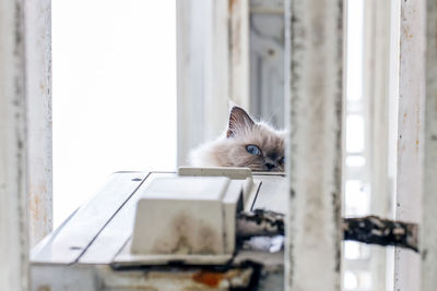 Portrait of cat looking through window