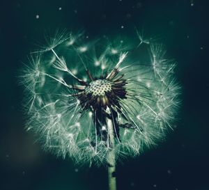 Close-up of dandelion on plant