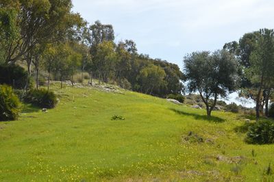 Trees on landscape