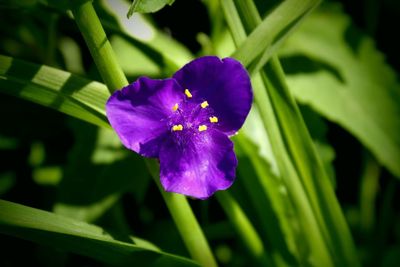 Close-up of purple flower blooming outdoors