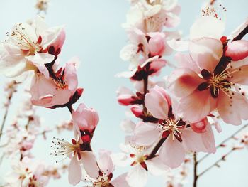 Low angle view of pink flowers on branch