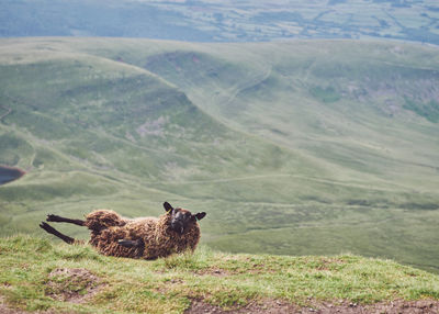 View of an animal on land