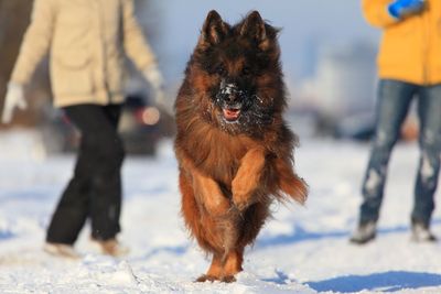 German shepherd running on snow, head on 