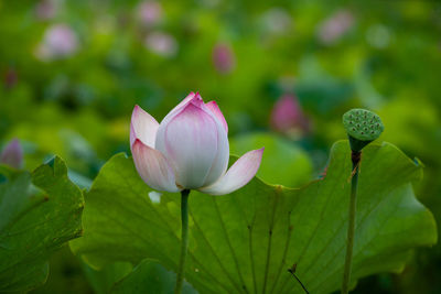 Close-up of pink lotus water lily