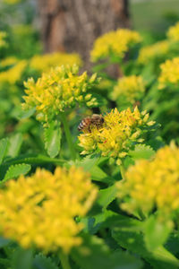 Close-up of bee on yellow flower