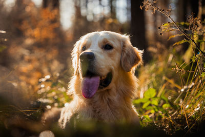 Close-up of dog