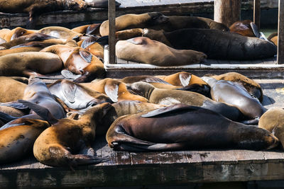 Horses resting in water