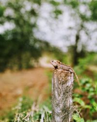 Close-up of lizard on tree trunk