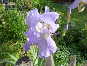 Close-up of flower blooming outdoors