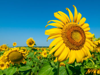 Close-up of yellow sunflower against sky