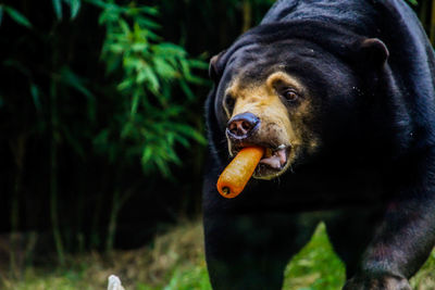 Close-up of dog eating food