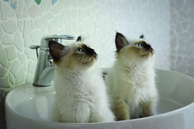 Close-up of cats looking away