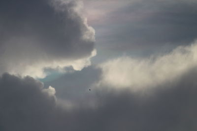 Low angle view of bird flying in sky