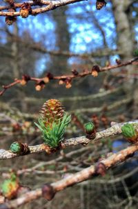 Close-up of flowers on branch