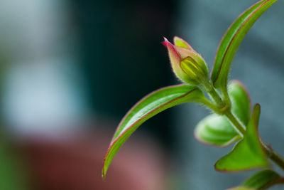 Close-up of flower bud