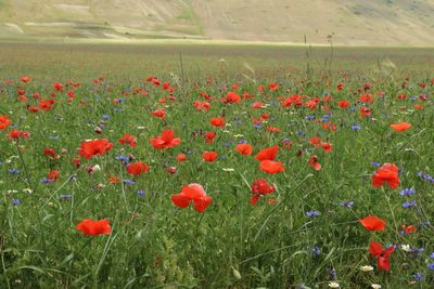 Close-up of red poppy flowers on field