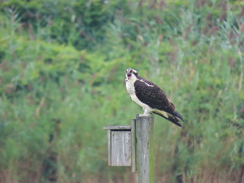 Bird perching on wooden post