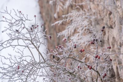 Close-up of snow on tree