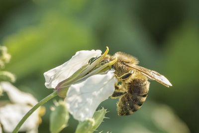 Close-up of bee pollinating on flower