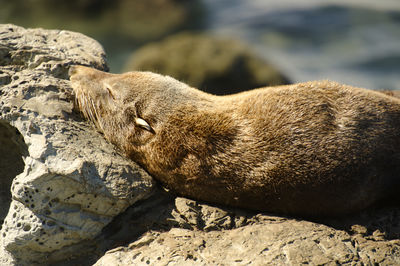 Seal on rock formation