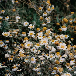 Close-up of flowering plants on field
