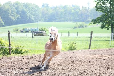 Full length of a horse on field