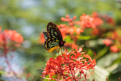 Close-up of butterfly pollinating on flower