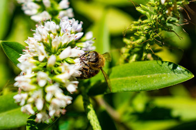 Close-up of insect on flower