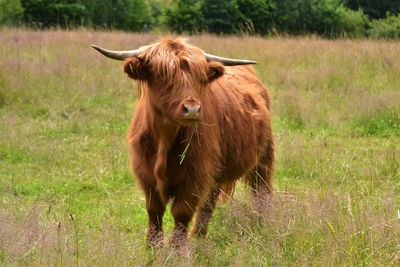 Horse on grassy field