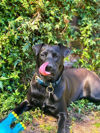 Portrait of black dog sitting on land