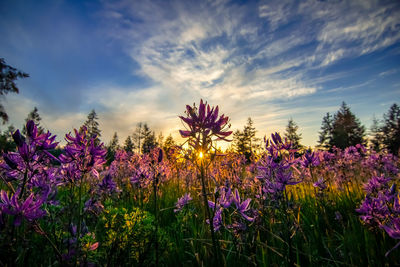 Purple flowering plants on field against sky