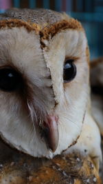 Close-up portrait of a cat