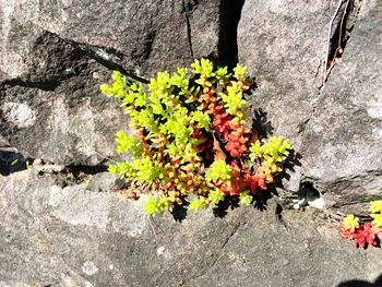 Close-up of flowering plant by rock