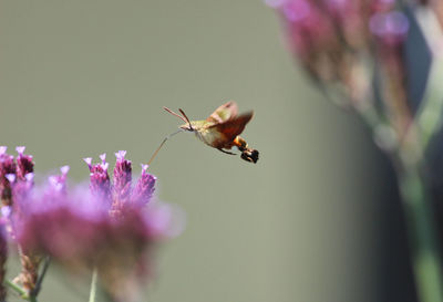 African hummingbird hawk-moth macroglossum trochilus pollinating a flower