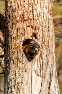 Baby fox squirrel kit sciurus niger peers over the top of its mother in the nest