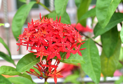 Close-up of red flowering plant