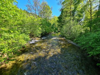 Scenic view of river amidst trees in forest