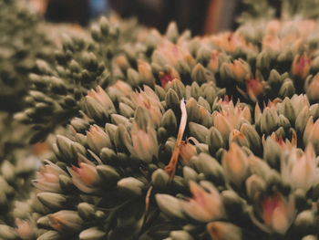 Close-up of succulent plant
