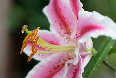 Close-up of pink flowers