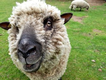 Close-up portrait of sheep on field