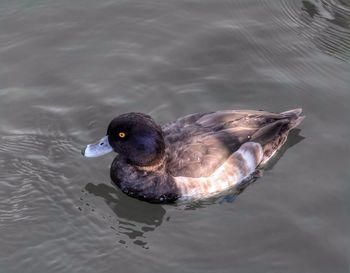 Close-up of duck swimming on lake