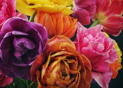 Close-up of pink roses