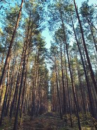 Low angle view of bamboo trees in forest