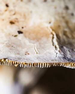 Close-up of bread