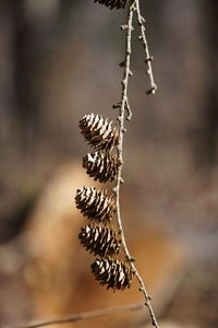 Close-up of dried plant